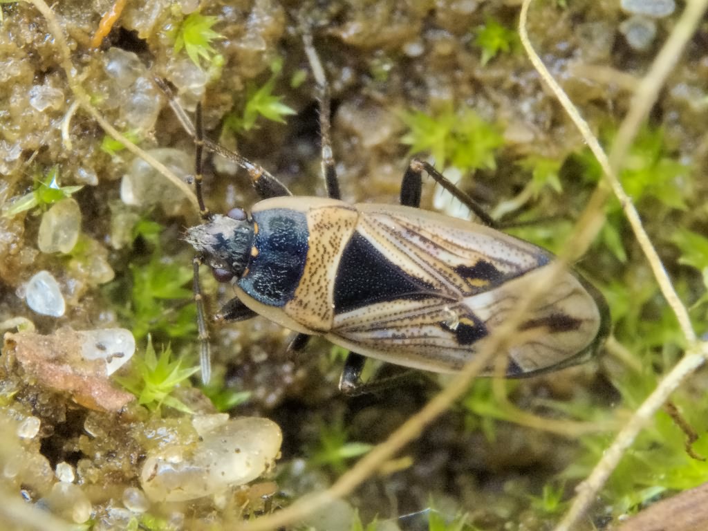 Xanthochilus quadratus (Fabricius, 1798)